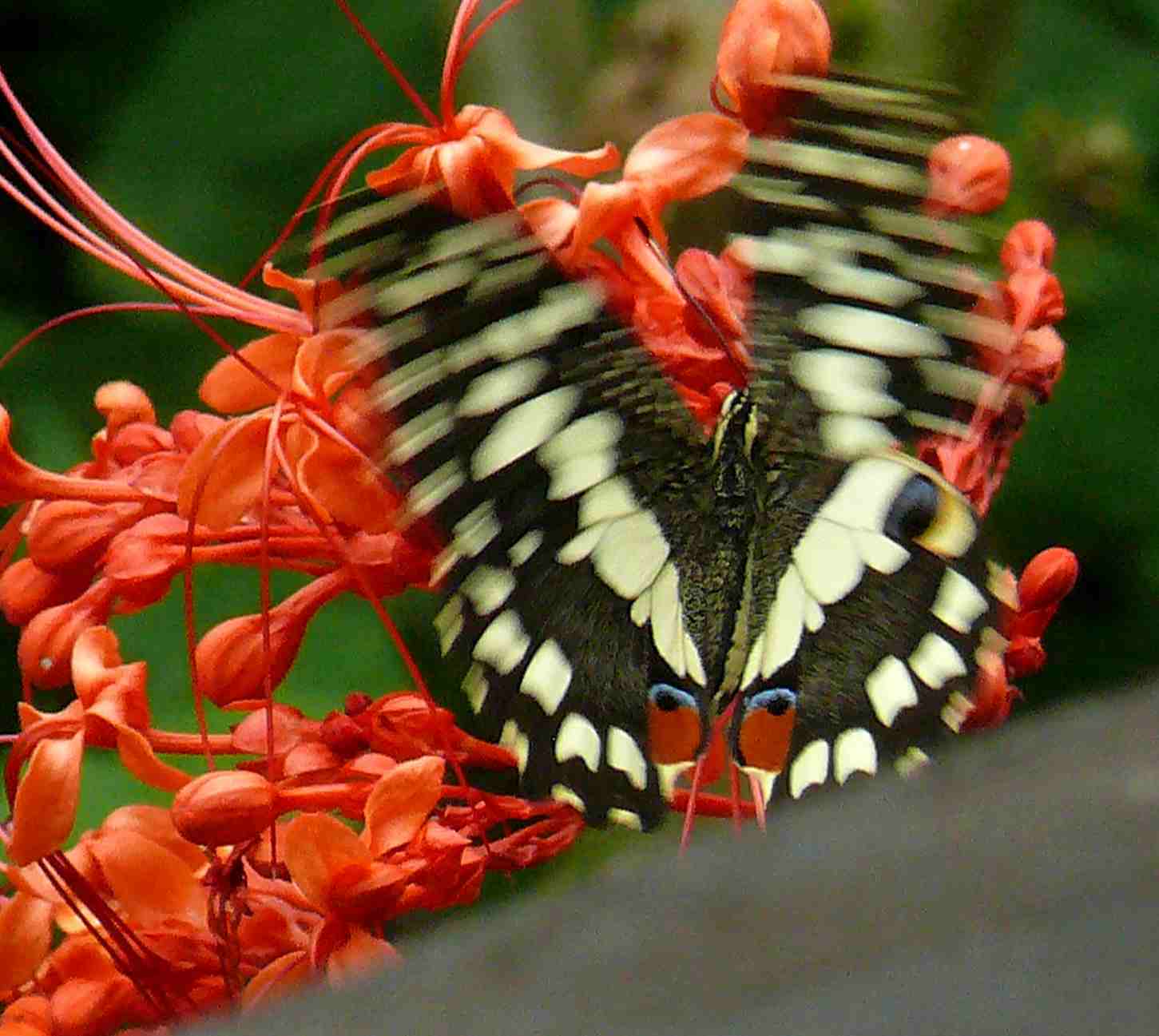 Papilio demoleus Papilio demoleus